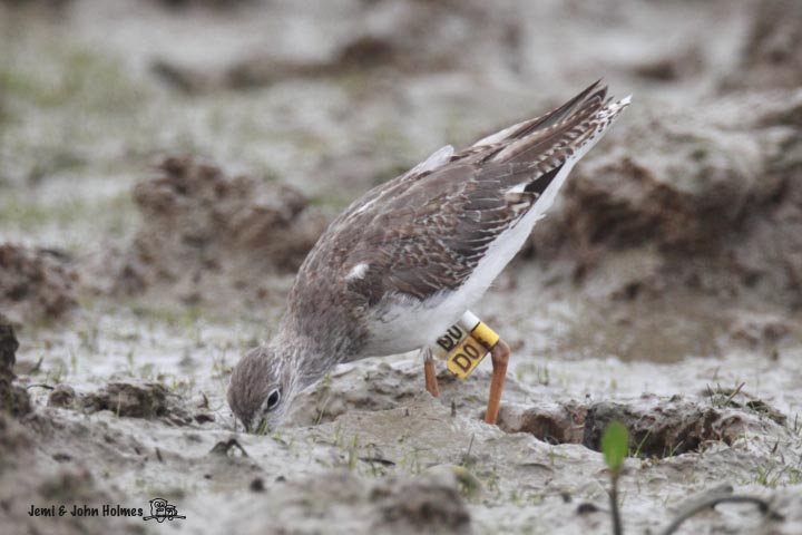 Redshank_D0.jpg