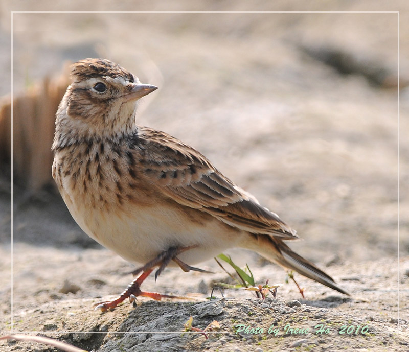 Eurasian Skylark 1.jpg