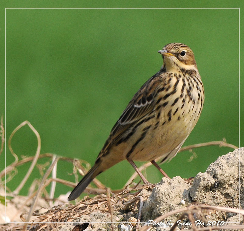 Buff Bellied Pipit.jpg