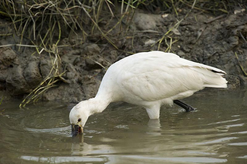 eurasian spoonbill feeding S_DSC5739.jpg