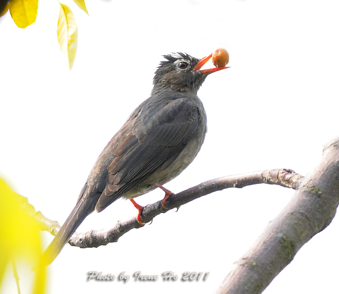 Black Bulbul 1.jpg