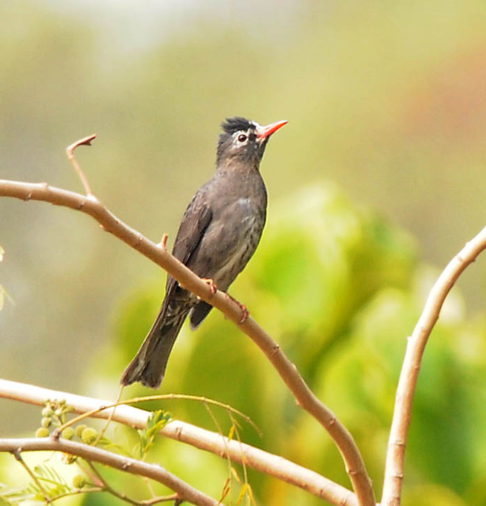 Black Bulbul 2.jpg