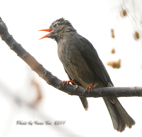 Black Bulbul 3.jpg