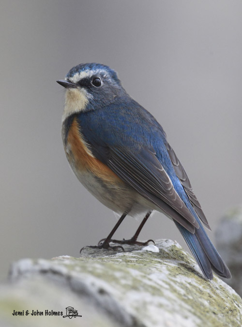 TT_RFBluetail_jjh.jpg