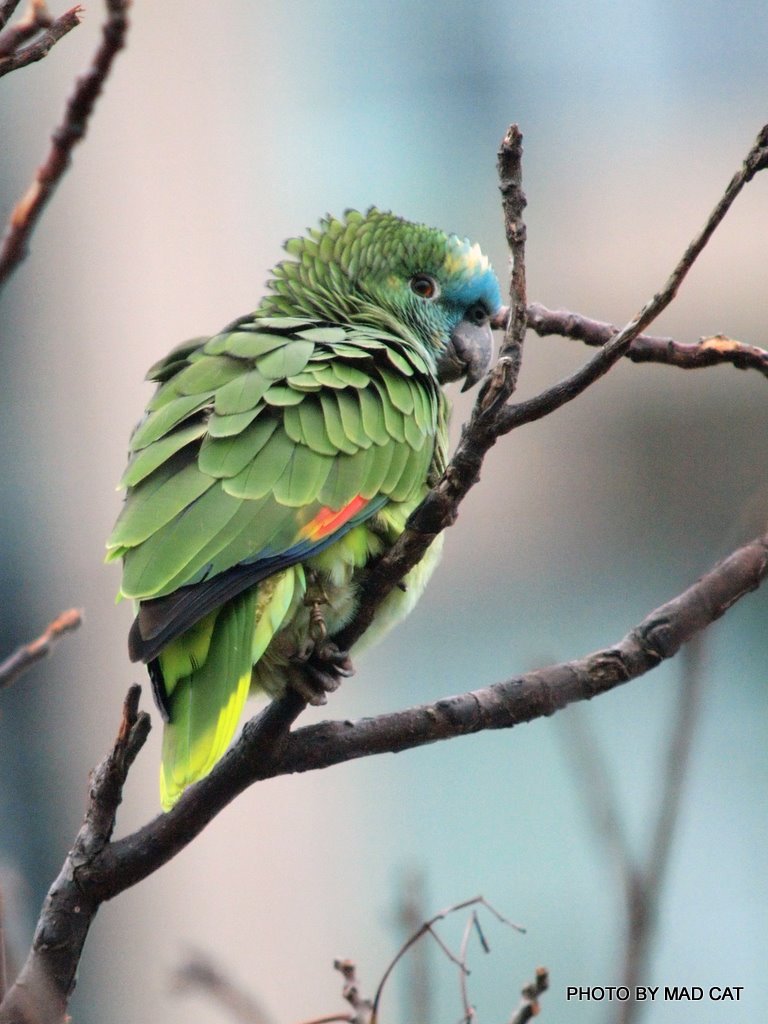 20110218-Blue-frontedAmazon.JPG