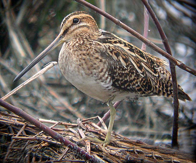 common snipe DSCN0711.jpg