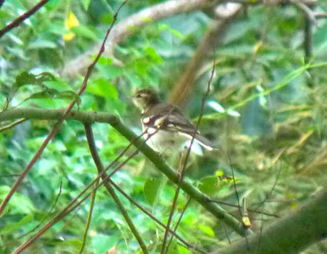 Forest Wagtail.jpg