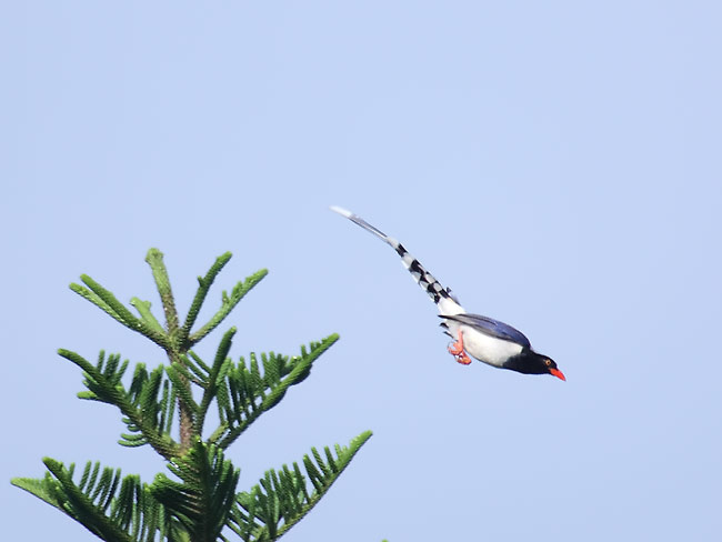 Blue-magpie.jpg