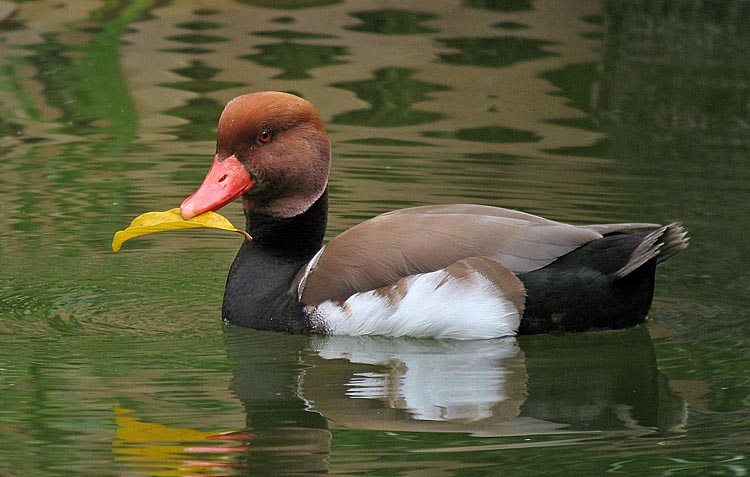 duck.captive IMG_0846.jpg