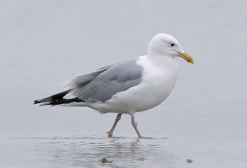 Mongolian Gull 蒙古銀鷗