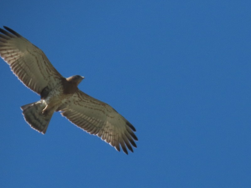 Short-toed Snake Eagle 短趾雕