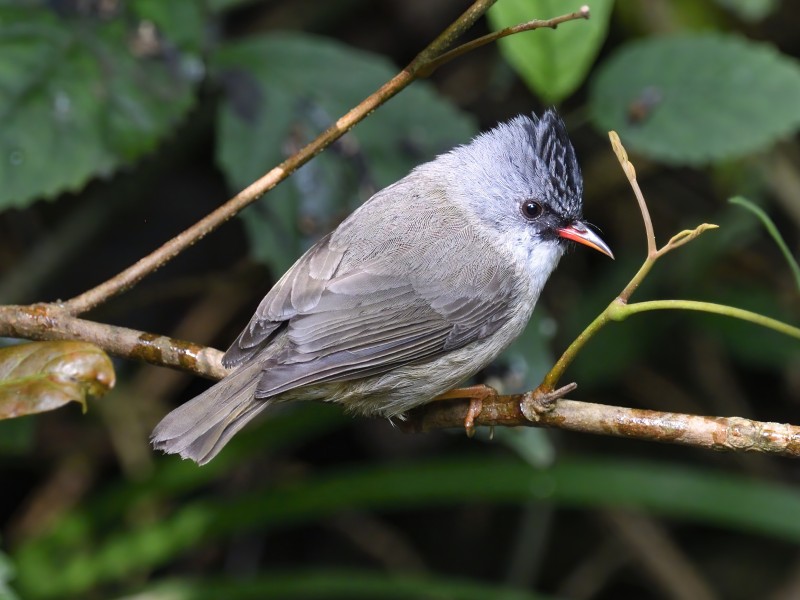 Black-chinned Yuhina 黑頦鳳鶥