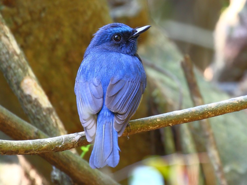 Hainan Blue Flycatcher 海南藍仙鶲