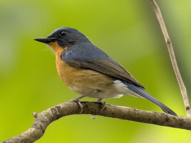 Hill Blue Flycatcher 山藍仙鶲