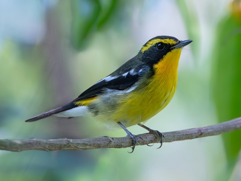Ryukyu Flycatcher 琉球姬鶲