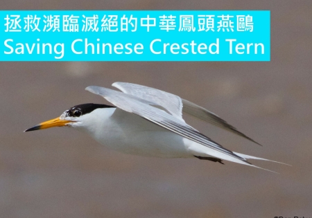 SAVING CHINESE CRESTED TERN FROM EXTINCTION