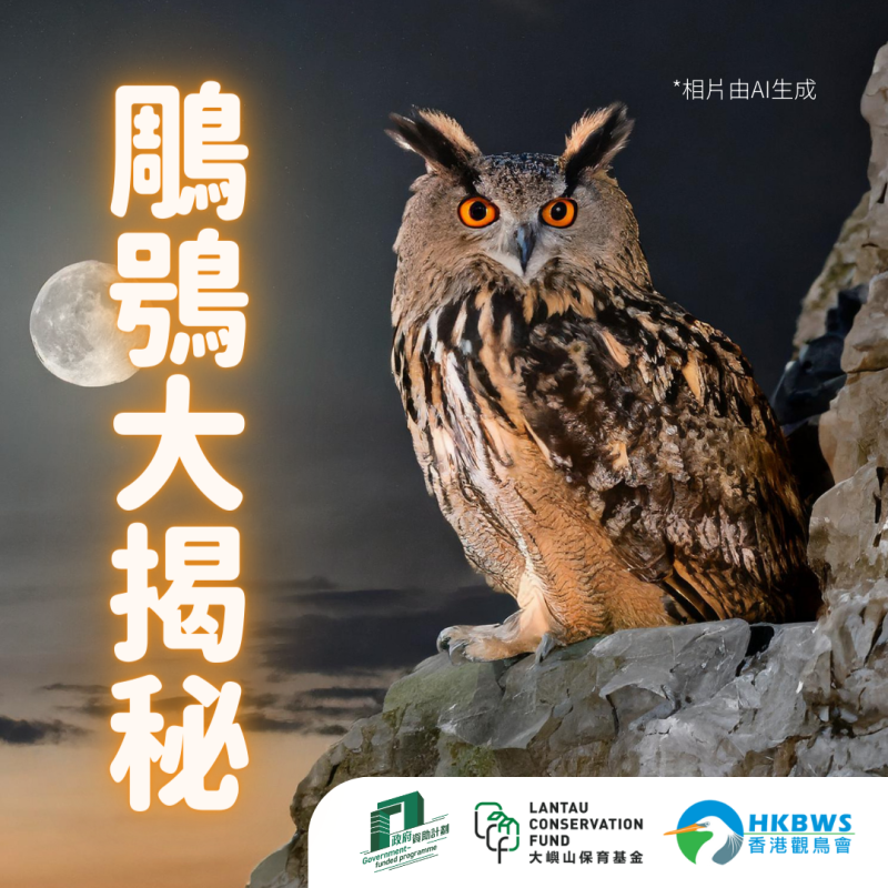 橙眼睛幽幽的看著這孤城 Exploring the Eurasian Eagle-Owl