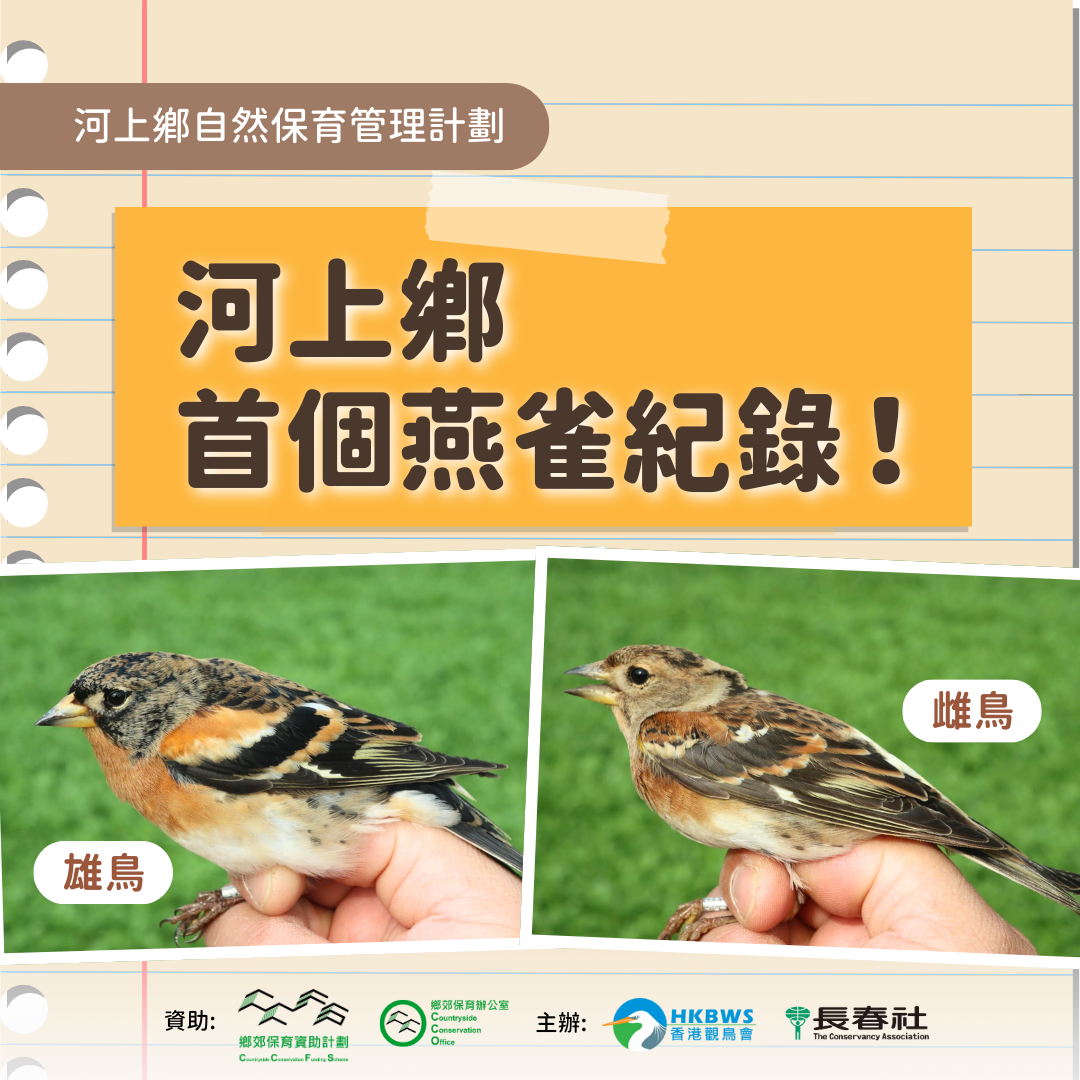 河上鄉首個環誌記錄——燕雀及朱背啄花鳥