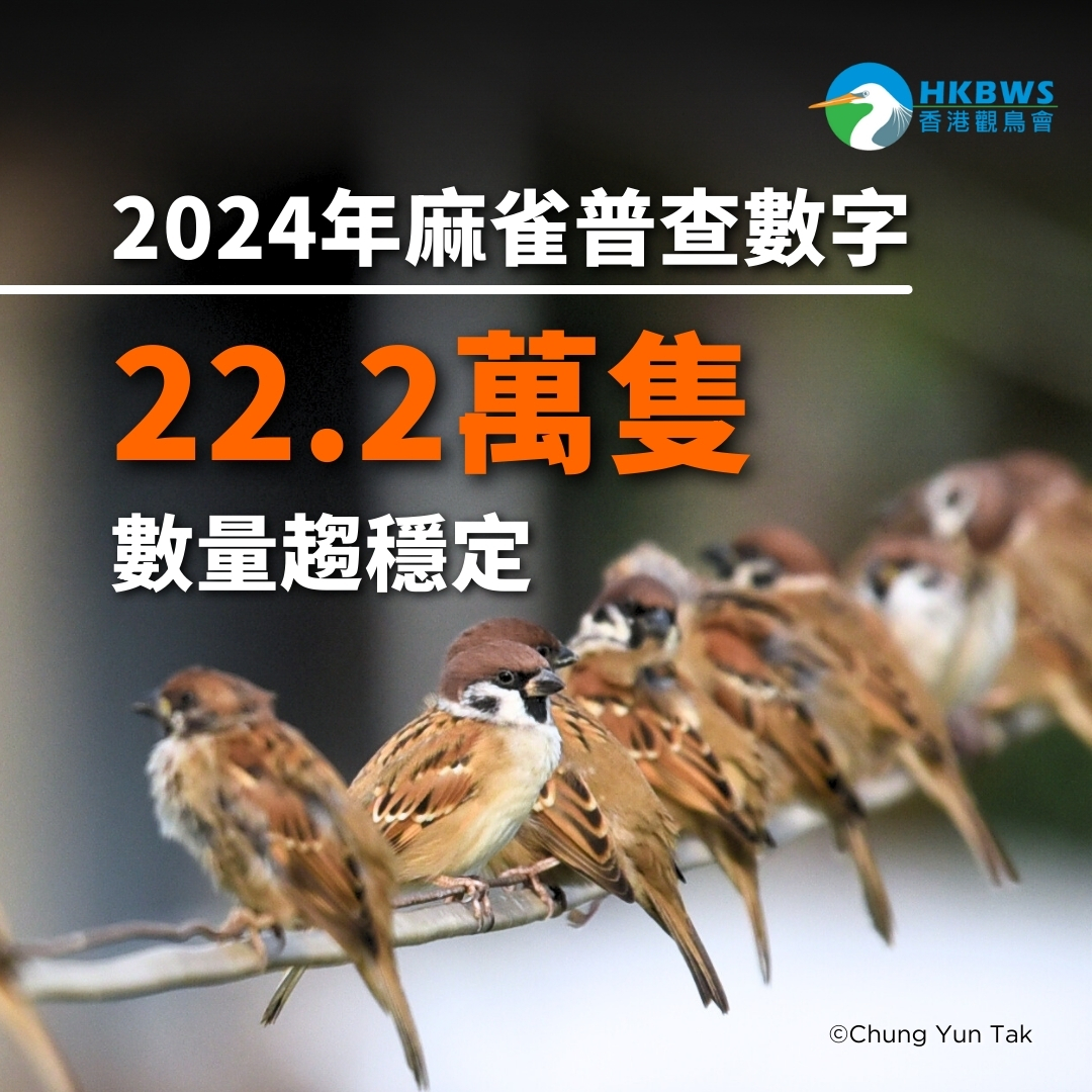 [Hong Kong Sparrow Census 2024] Over 220,000 Sparrows Estimated in Hong Kong Revealing a Stabilizing Population