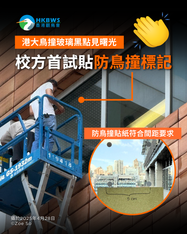 港大鳥撞玻璃問題有轉機！