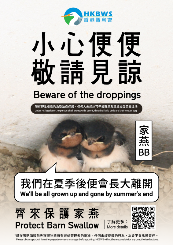 《齊來保護家燕》海報下載