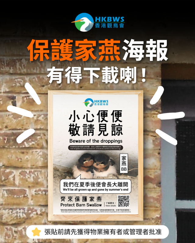 下載保護家燕海報