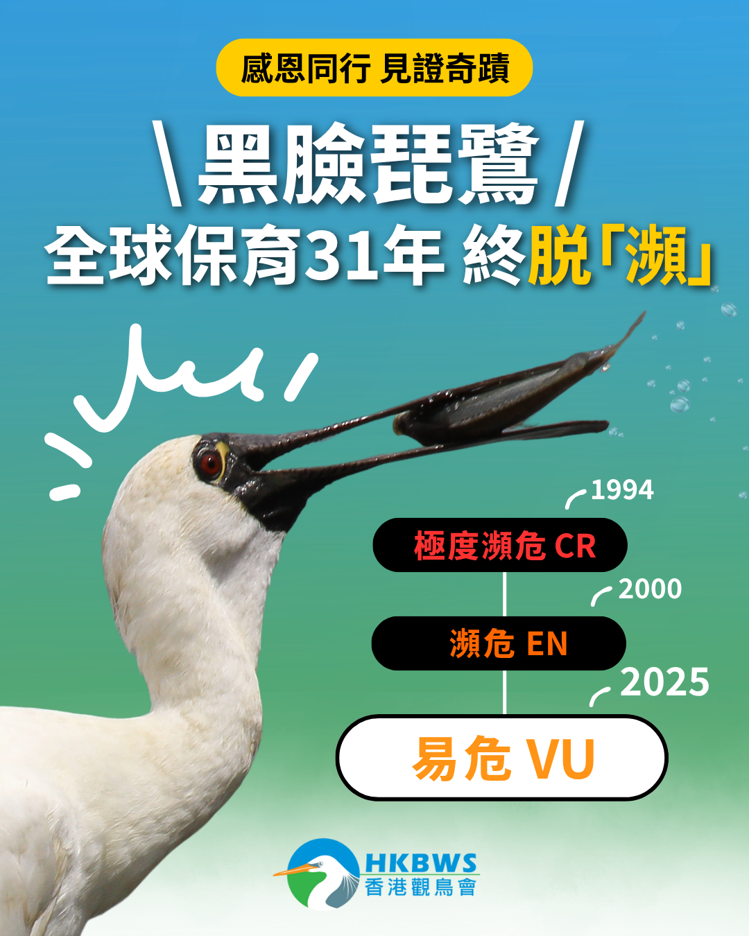 【保育里程碑】黑臉琵鷺成功脫「瀕」！