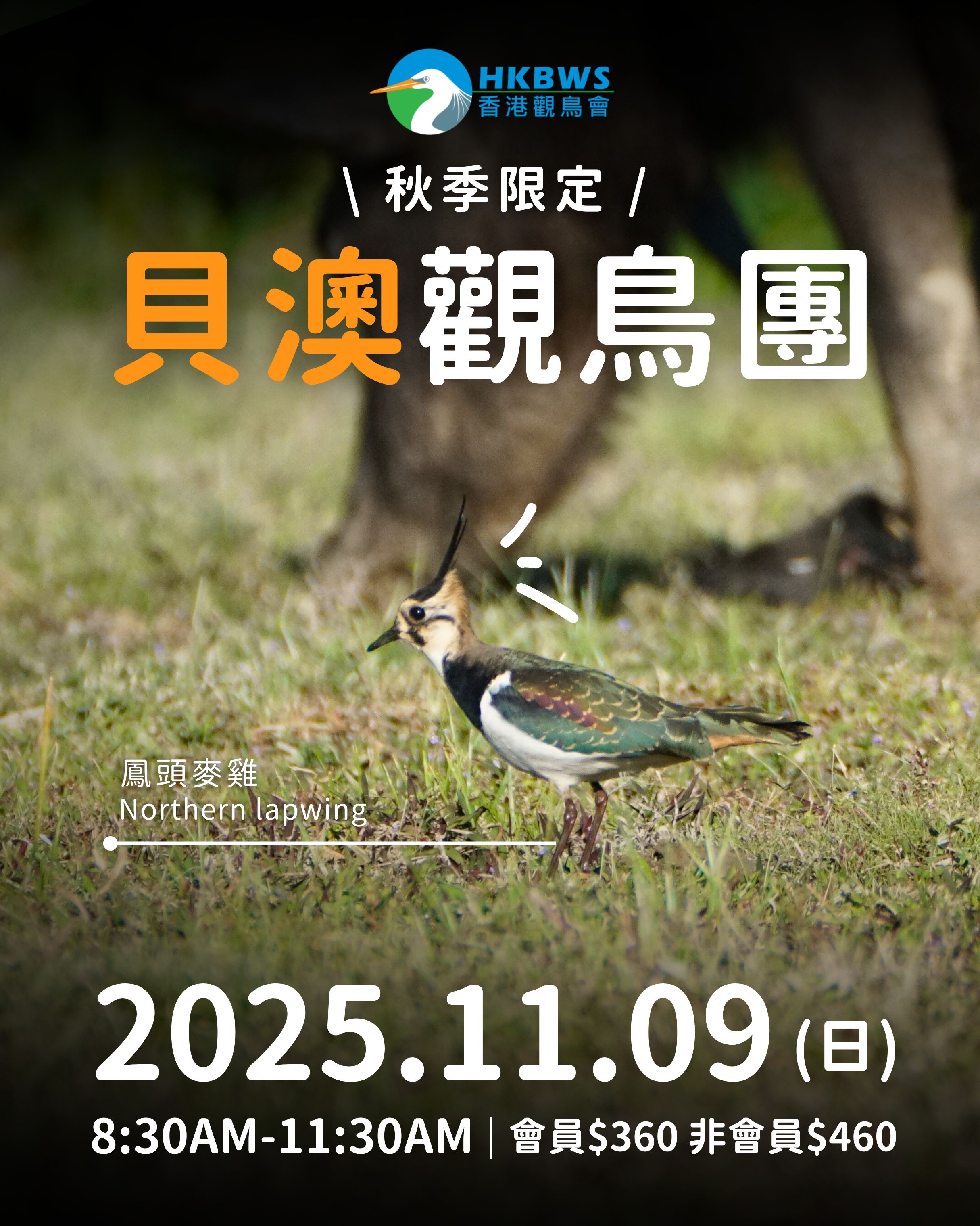 貝澳秋季觀鳥活動 9/11