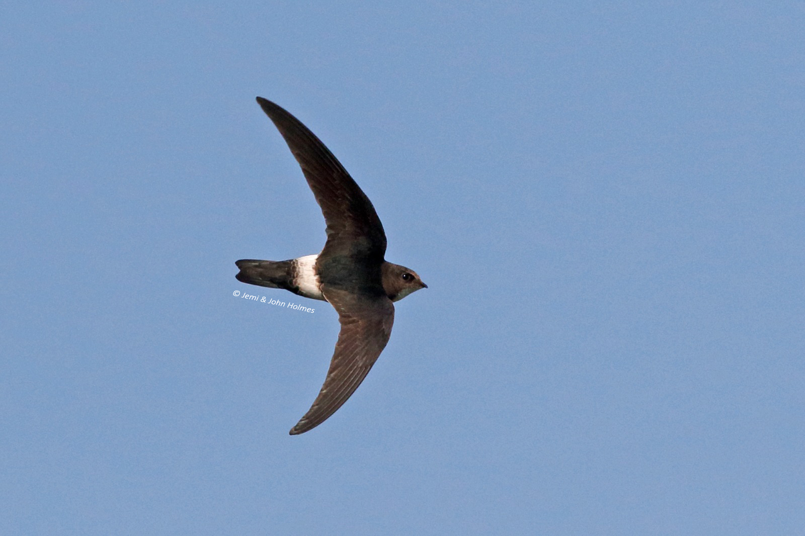 小白腰雨燕巢位破壞事件中的築巢行為觀察與保育啟示