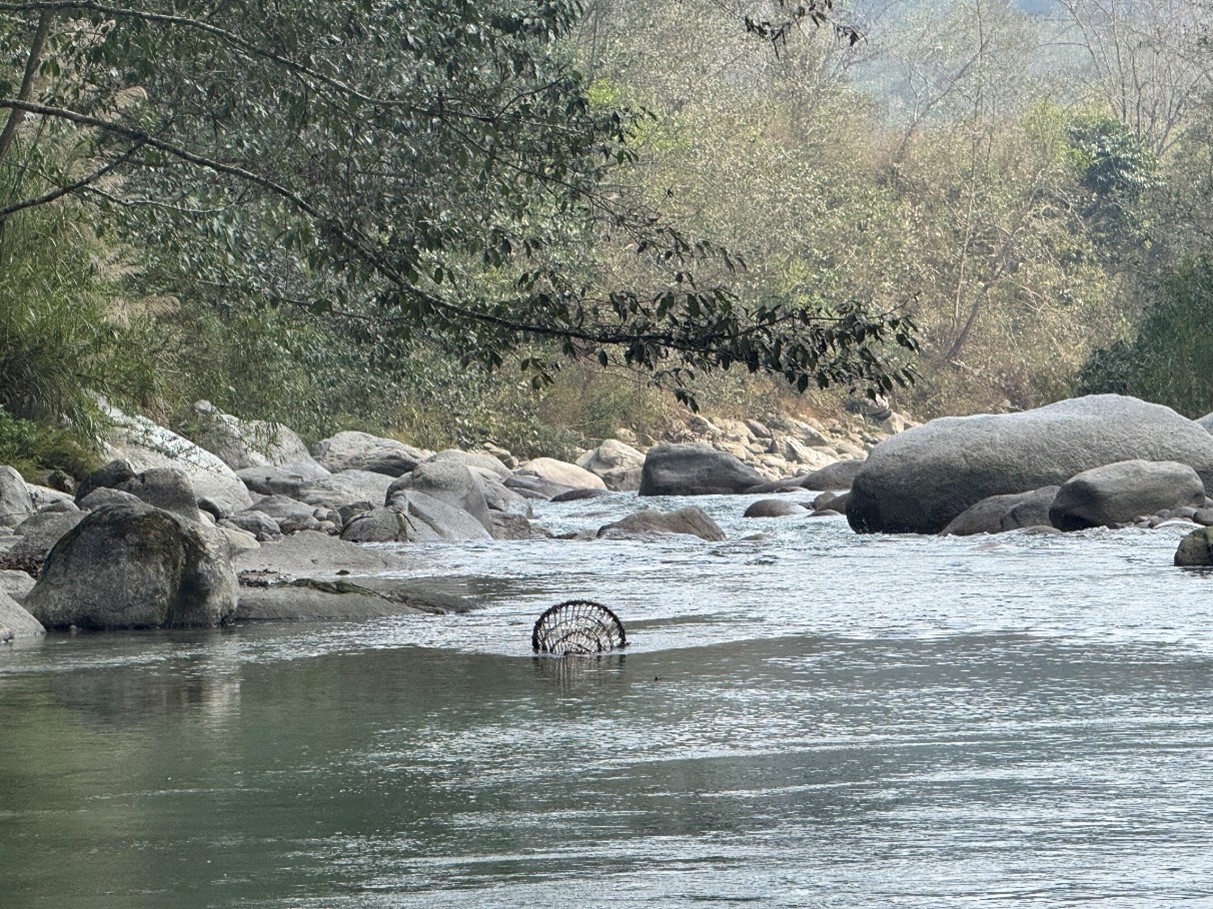 White bellied heron illegal trap