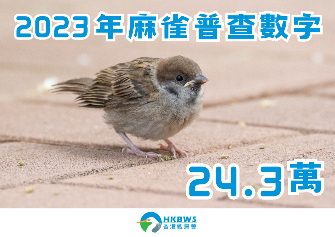 Hong Kong Sparrow Census 2023 reveals a stabilizing population