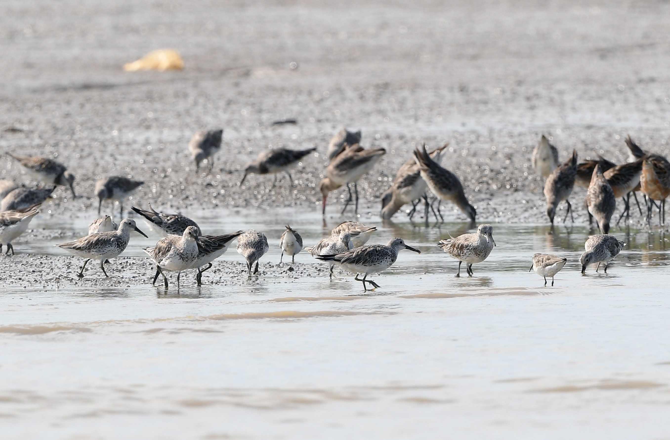 acf2425 MNS Great Knot