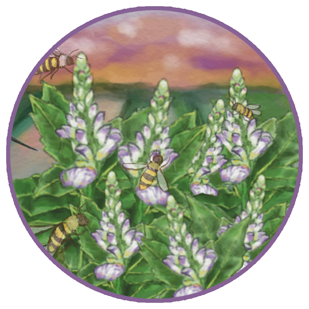 MangroveHoney flower resize