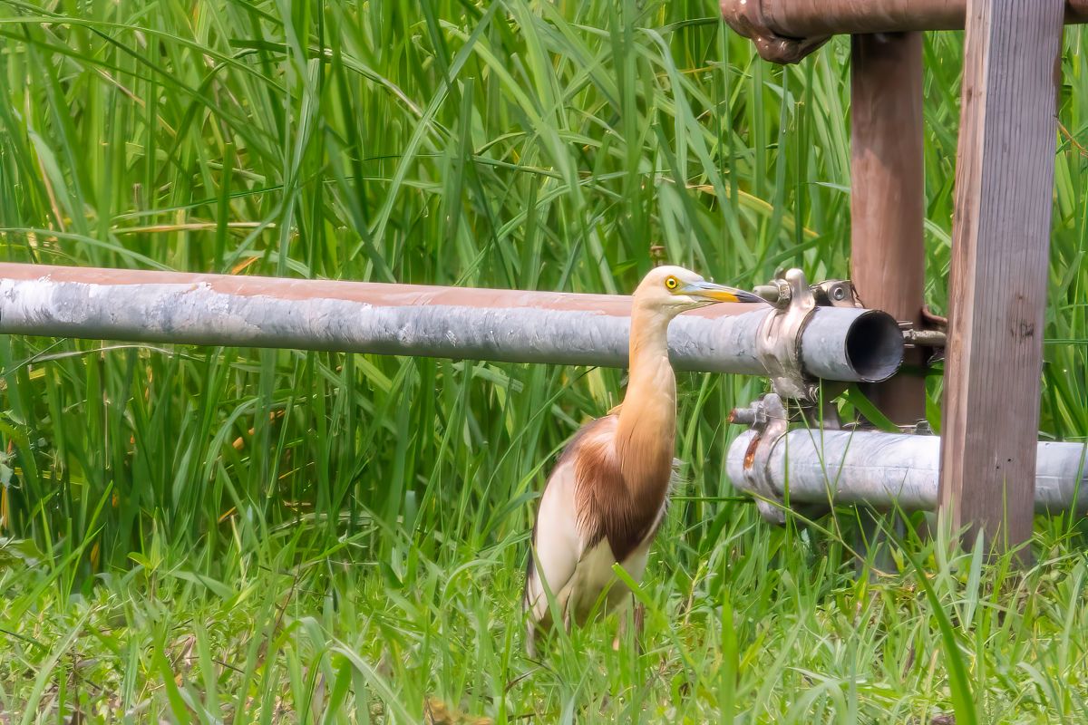 爪哇池鷺登陸水口！ | Javan Pond Heron has landed at Shui Hau! (2)